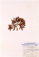 藏品(扁龍鬚菜)的圖片